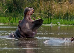 hippo